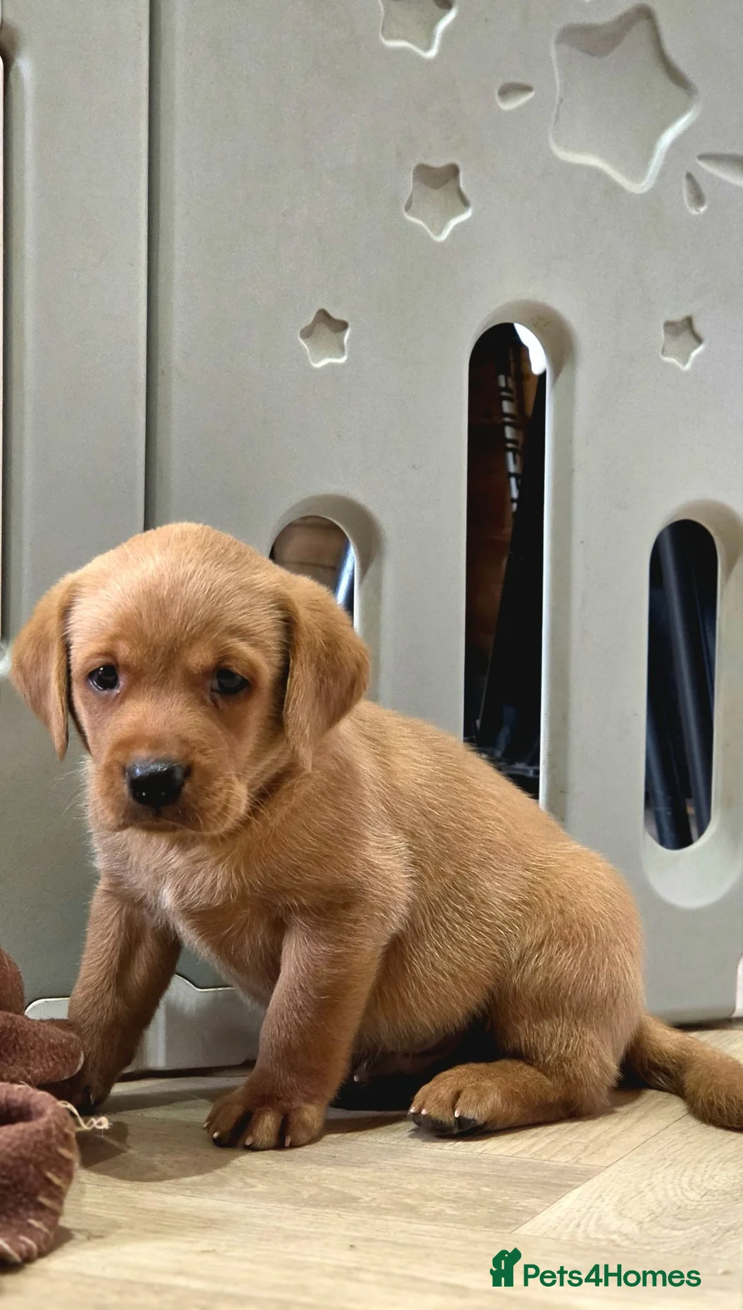 Labrador Retriever dogs for sale: 2 BEAUTIFUL CHUNKY KC REG FOX RED LABRADORS - Advert 17
