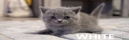 British Shorthair cats for sale: Beautiful British Shorthair Kittens - Advert 13