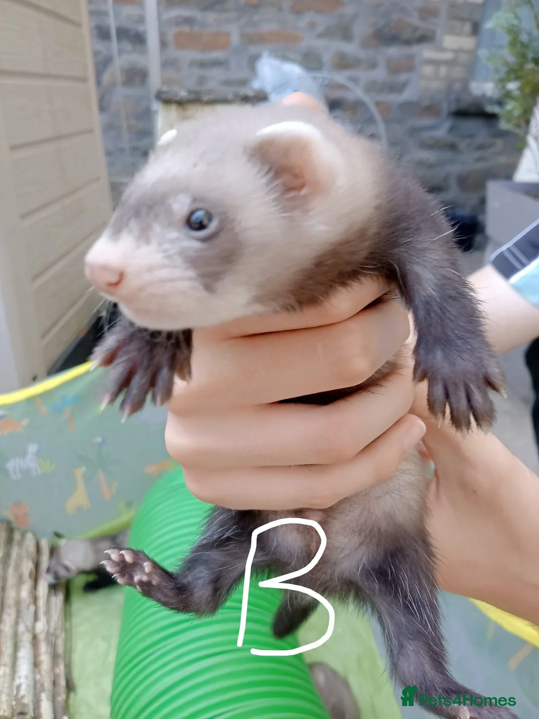 Ferret rodents for sale: Ferret kits Cinnamons also browns available  - Advert 17