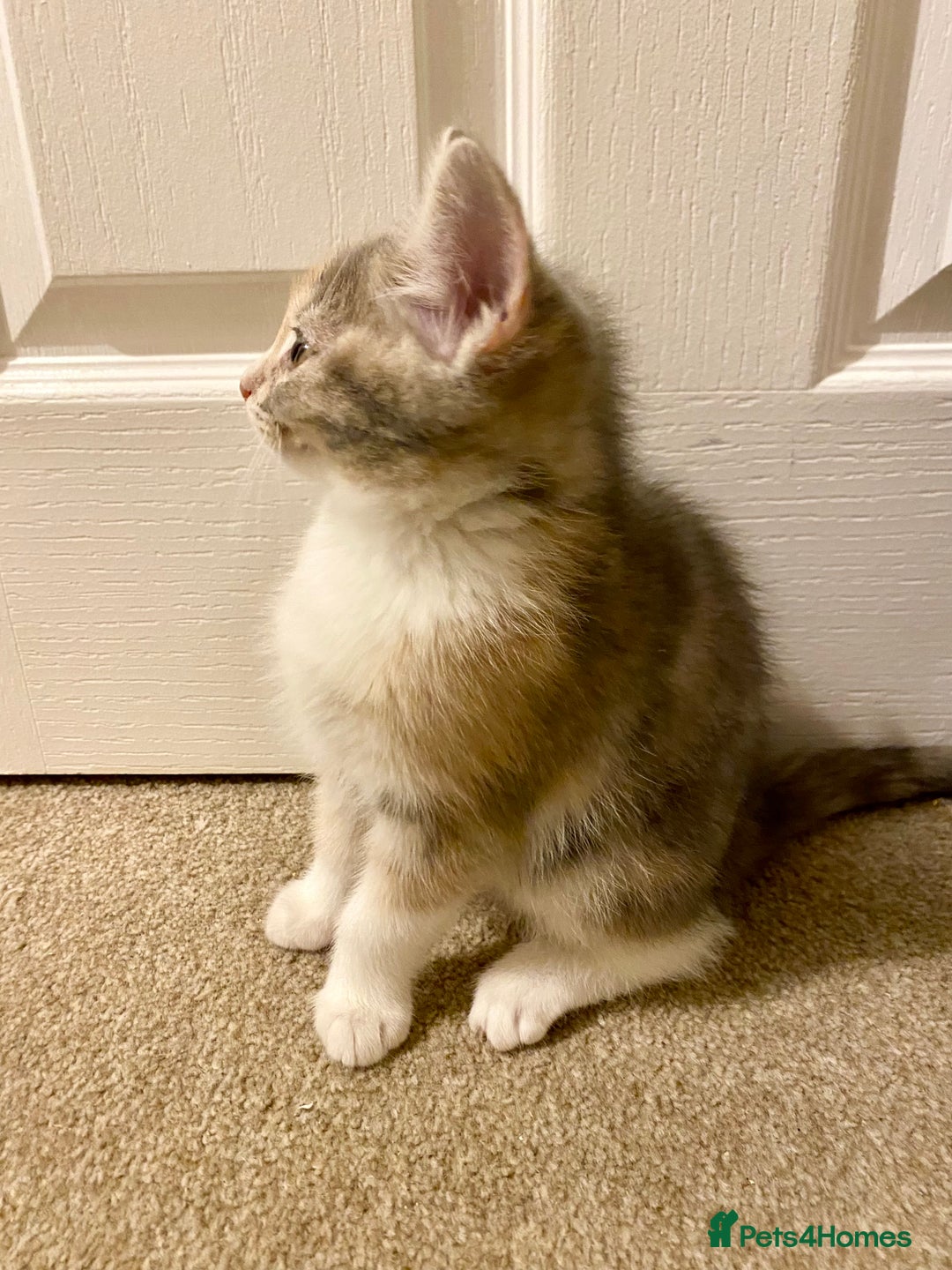 Domestic Shorthair cats for sale: Domestic Shorthair X Ragdoll Cross - Advert 11