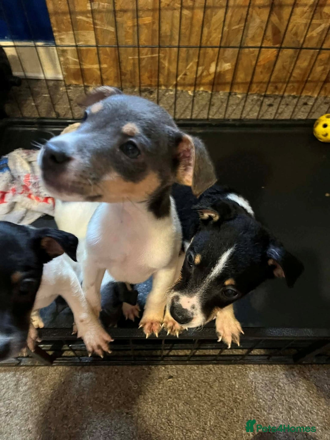 Jack Russell dogs for sale: four adorable jack russel puppies - Advert 4