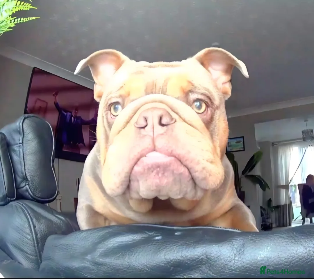 English Bulldog dogs for sale: Beautiful male kc reg english bulldog. in Winsford - Advert 1