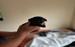 Cocker Spaniel dogs for sale: 6 adorable Cocker Spaniel pups - Image 19