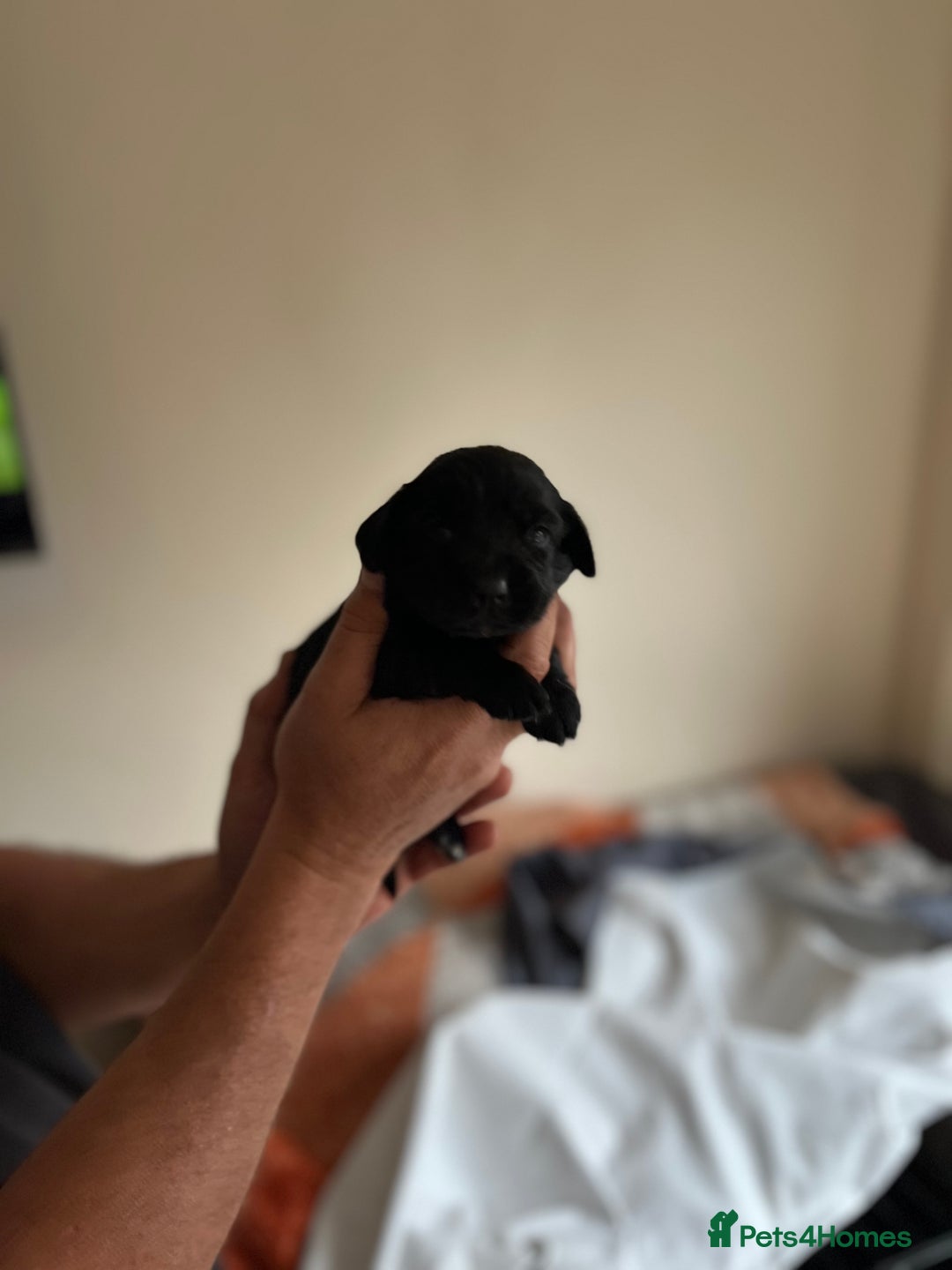 Cocker Spaniel dogs for sale: 6 adorable Cocker Spaniel pups - Image 19