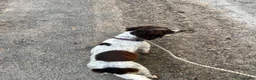 English Springer Spaniel dogs for sale: 2 year old entire female  - Advert 4