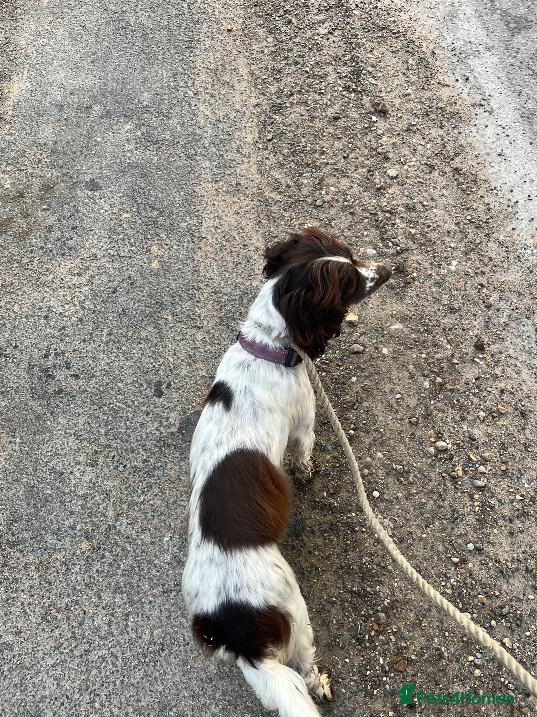 English Springer Spaniel dogs for sale: 2 year old entire female  - Advert 4