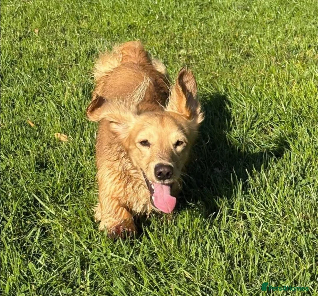 Dachshund dogs for stud: Cream longhair mini dachshund kc reg stud  - Advert 3