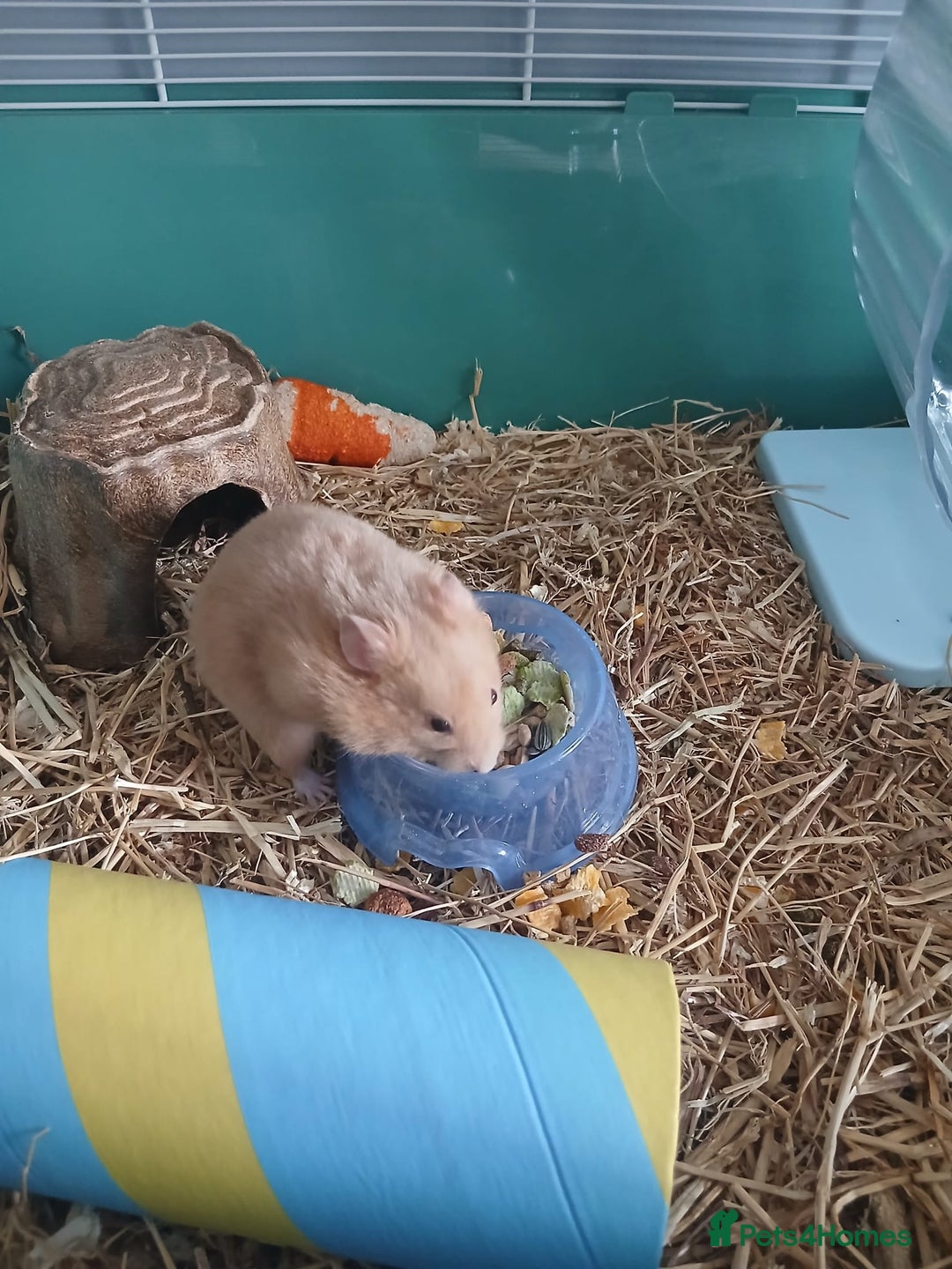 Hamster rodents for sale: Syrian hamster - Advert 1