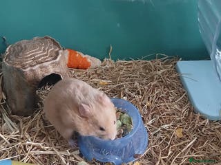 Hamster rodents Syrian hamster - Advert 2