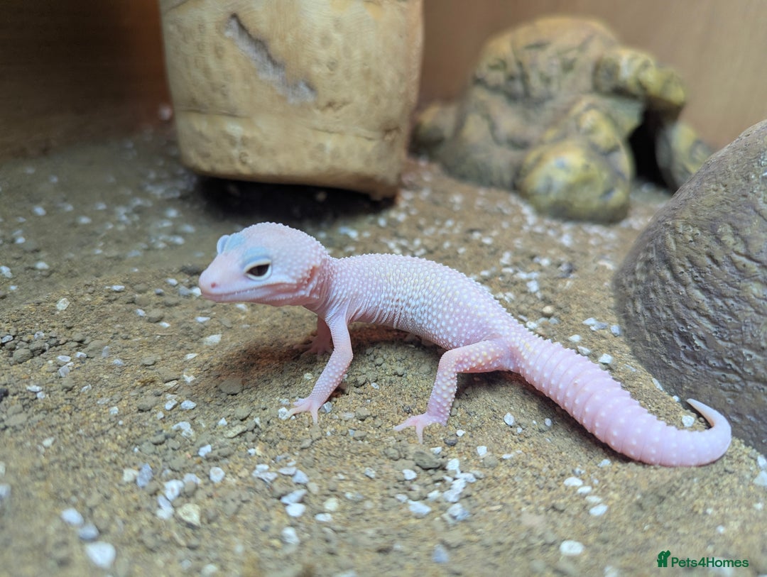 Bearded Dragon reptiles for sale: Variety of reptiles  - Advert 15