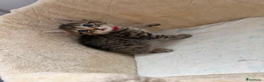 Simba 