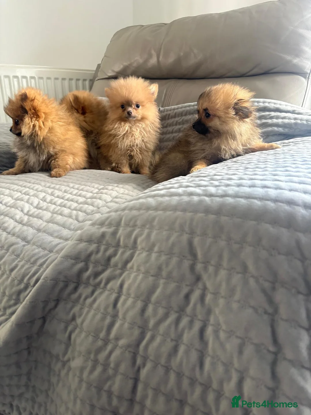 Pomeranian dogs for sale: Pomeranion - Advert 2