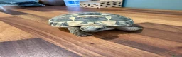 Hermann Tortoise reptiles for sale: 2020 Hermann's tortoise + Full Setup, Vet Checked - Advert 5
