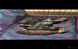 Miniature Dachshund dogs for stud: SILVER DAPPLE STUD KC in Galston - Image 9