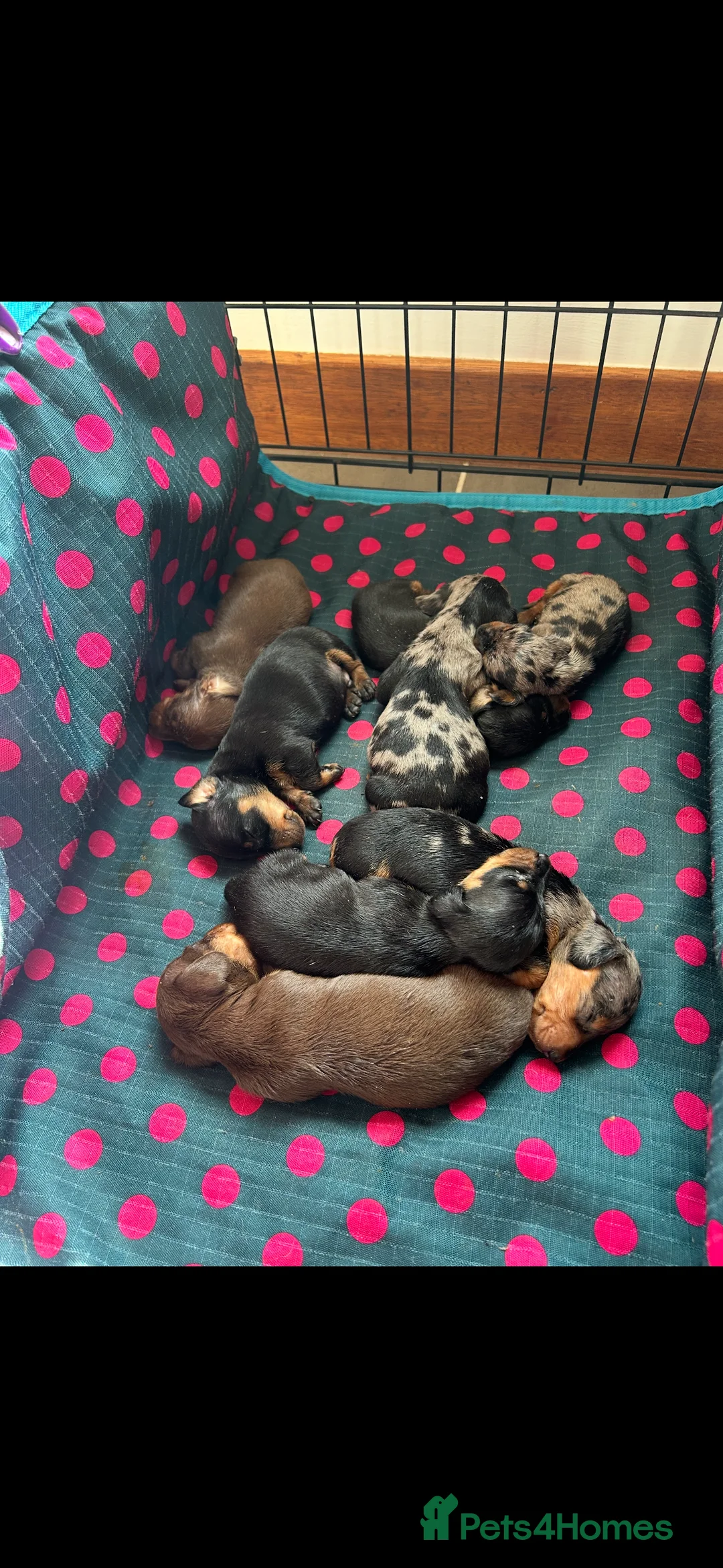 Miniature Dachshund dogs for stud: SILVER DAPPLE STUD KC in Galston - Advert 9