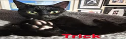 Mixed Breed cats for sale: Free to a good home - Advert 23