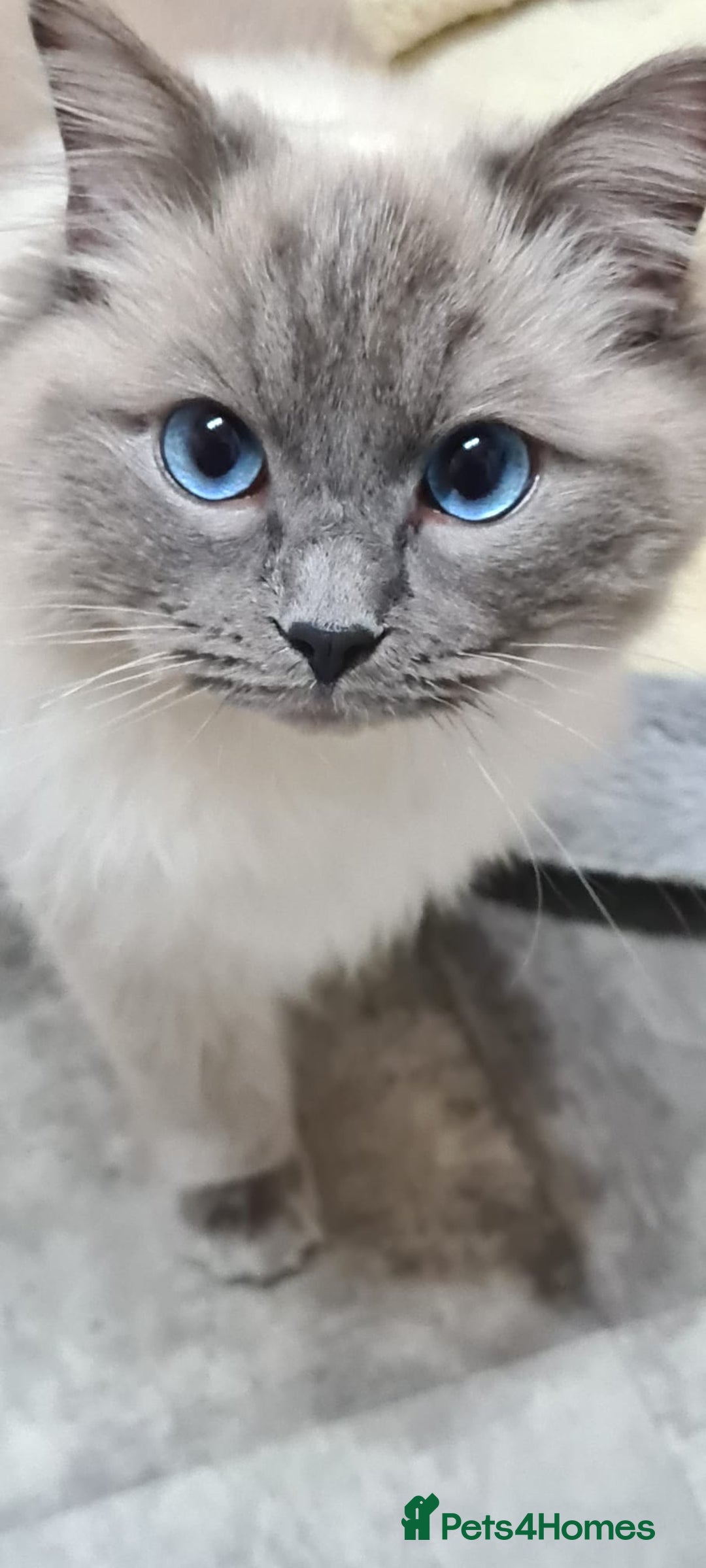 Ragdoll cats for stud: GCCF registered Ragdoll stud in Stoke-on-Trent - Advert 6