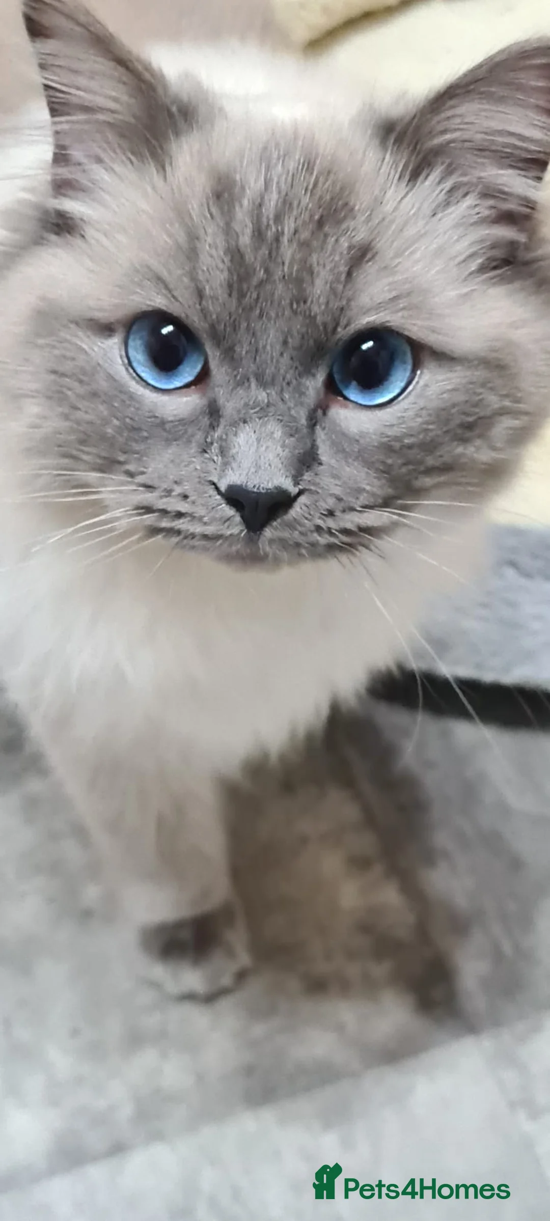 Ragdoll cats for stud: GCCF registered Ragdoll stud in Stoke-on-Trent - Advert 6