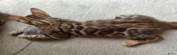 Bengal cats for sale: Cuddly and beautiful pedigree bengal kittens - Advert 12