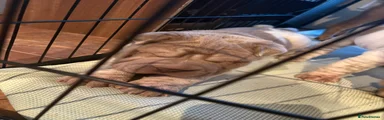 Shar Pei Puppy 1