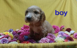 Cocker Spaniel dogs for sale: ❤️Adorable Quality Show Type Cocker Spaniels 🩵 - Image 15