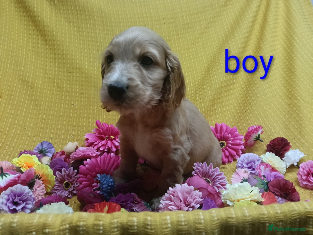 Cocker Spaniel dogs for sale: ❤️Adorable Quality Show Type Cocker Spaniels 🩵 - Image 15