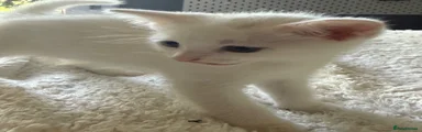 Male kitten 2