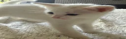 Mixed Breed cats for sale: 6 kittens  - Advert 7