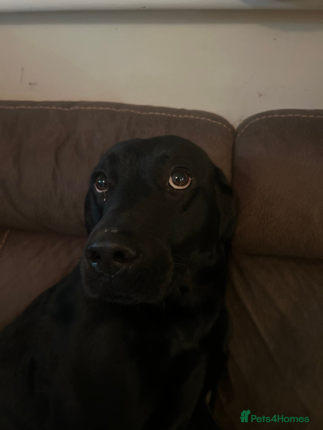 Labrador Retriever dogs for sale: 8 Labrador puppies for sale 🤍 - Advert 3