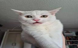 Domestic Shorthair cats for sale: Adorable, Playful Sisters Ready for a Loving Home - Image 4
