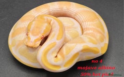 Python Snake reptiles for sale: Various ball python's  - Image 10