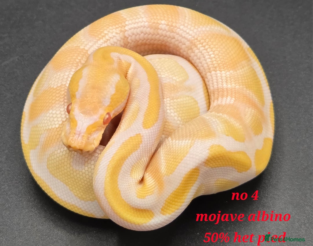 Python Snake reptiles for sale: Various ball python's  - Image 10