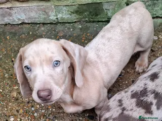 Miniature Dachshund dogs Miniature Dachshund Pups **READY NOW** - Advert 15