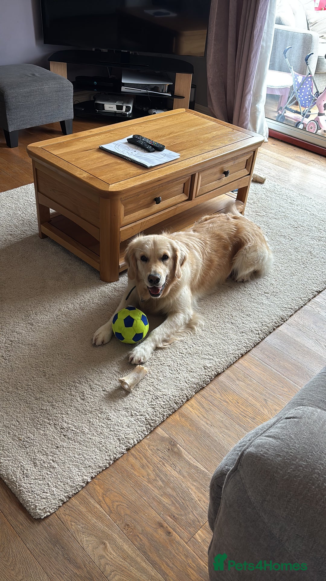 Golden Retriever dogs for sale: KC Golden Retriever Puppies – Due Early Feb - Advert 8