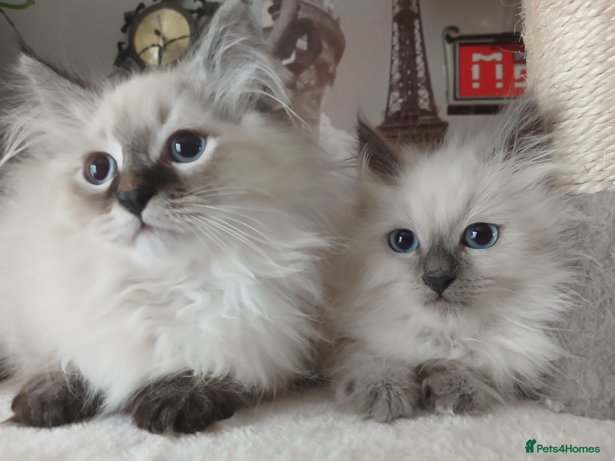 Siberian cats Beautiful Siberian kittens  - Advert 1