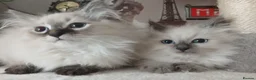 Siberian cats for sale: Beautiful Siberian kittens  in Wigan - Advert 6