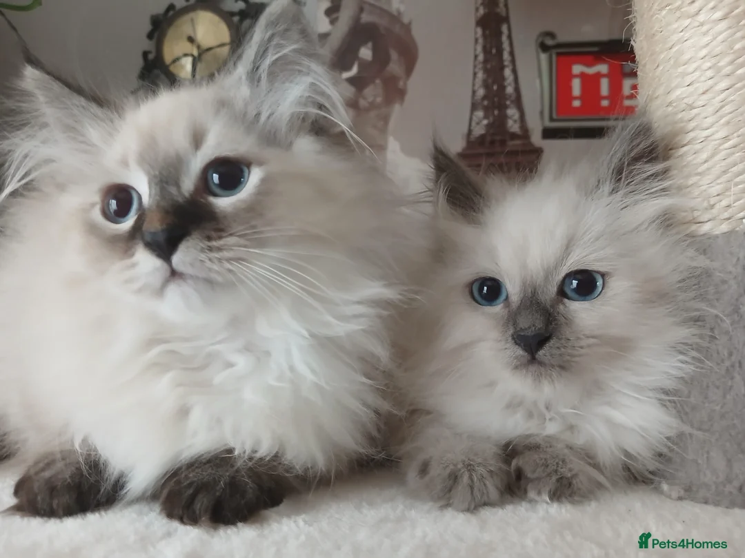 Siberian cats for sale: Beautiful Siberian kittens  - Advert 1