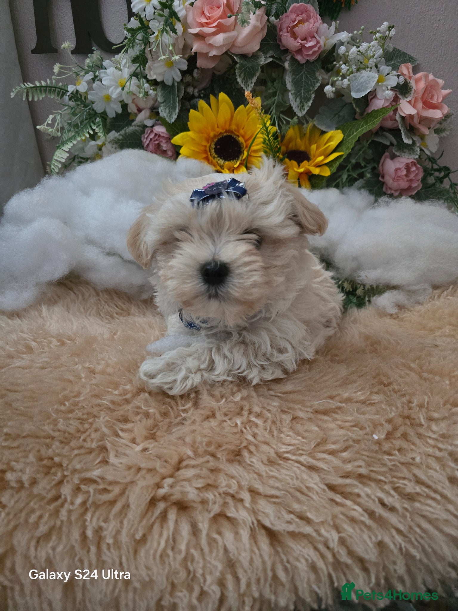Maltipoo dogs  Extra small Korean Toy Maltipoo baby's  - Advert 7