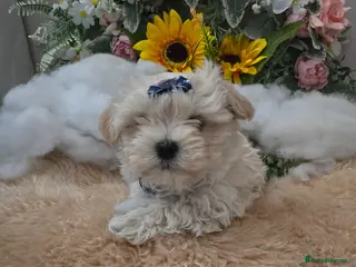 Maltipoo dogs Extra small Korean Toy Maltipoo baby's - Advert 5