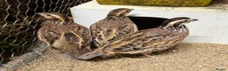 Quail poultry for sale: Trio of Bobwhite quail - Advert 1