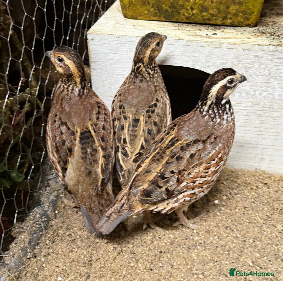 Quail poultry for sale: Trio of Bobwhite quail - Advert 1