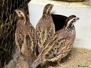 Quail poultry Trio of Bobwhite quail - Advert 4