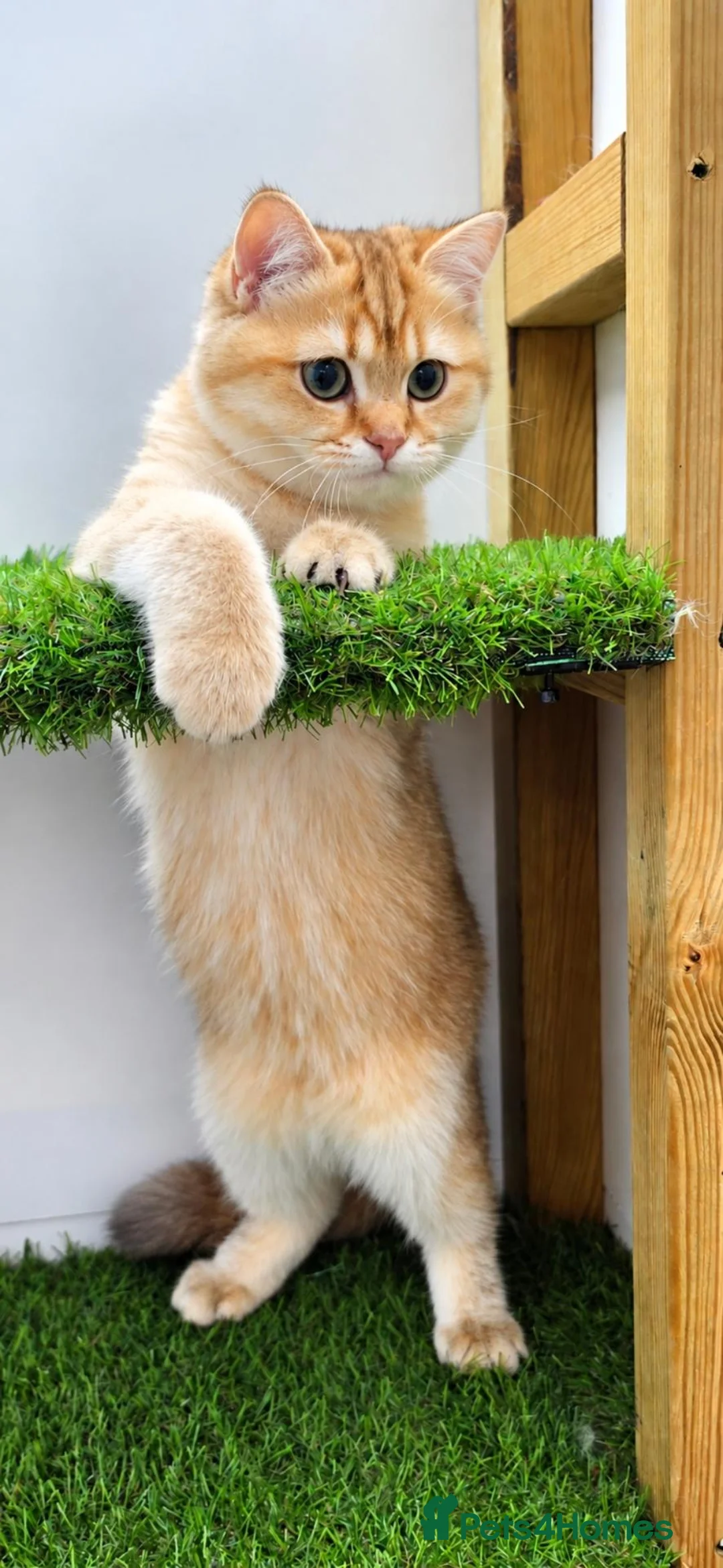 British Shorthair cats for sale: Golden male (older kitten) - Advert 1