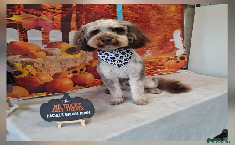 Miniature Poodle dogs - Advert 1