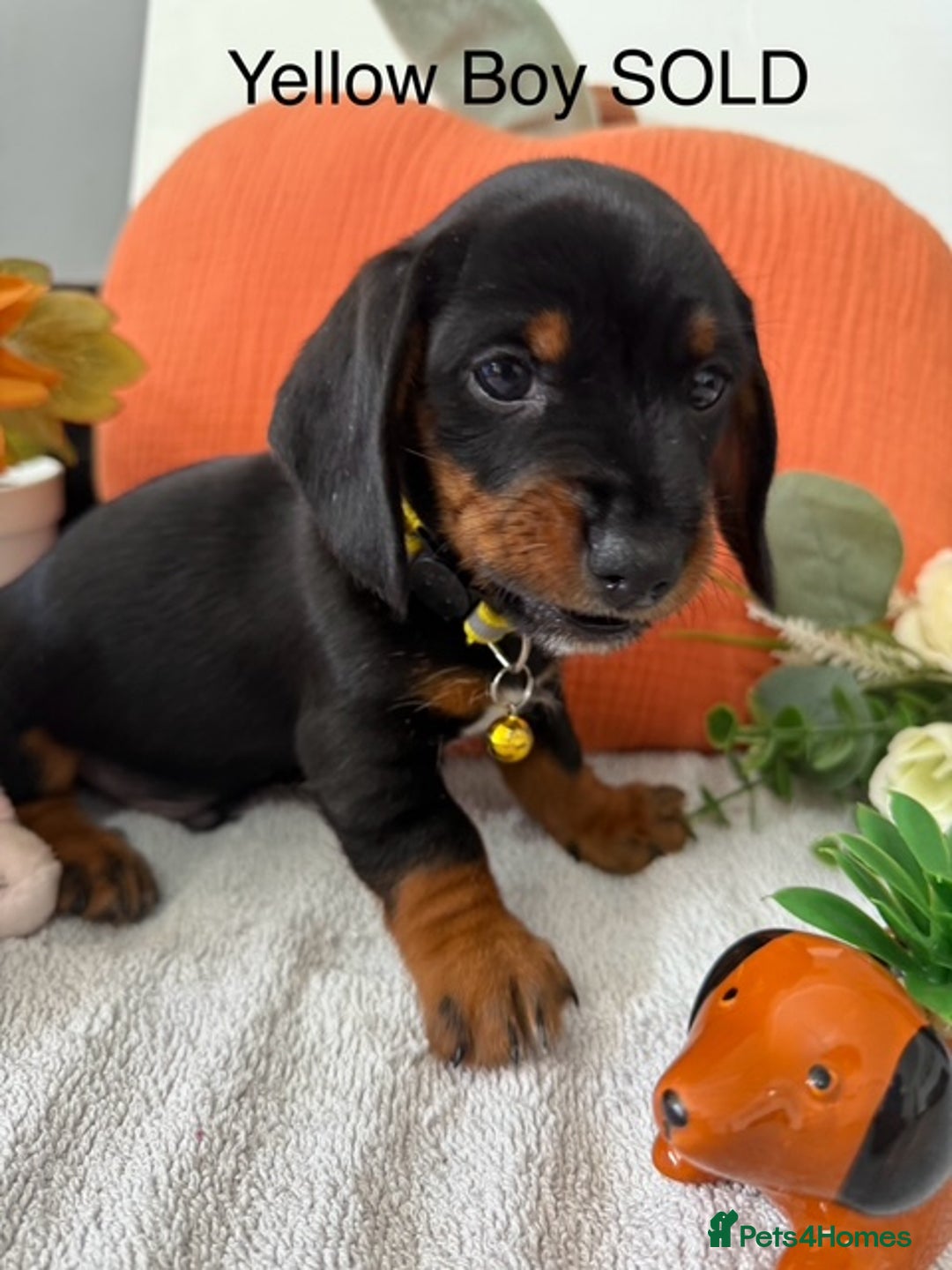 Miniature Dachshund dogs for sale: stunning litter of dachshunds - Image 12