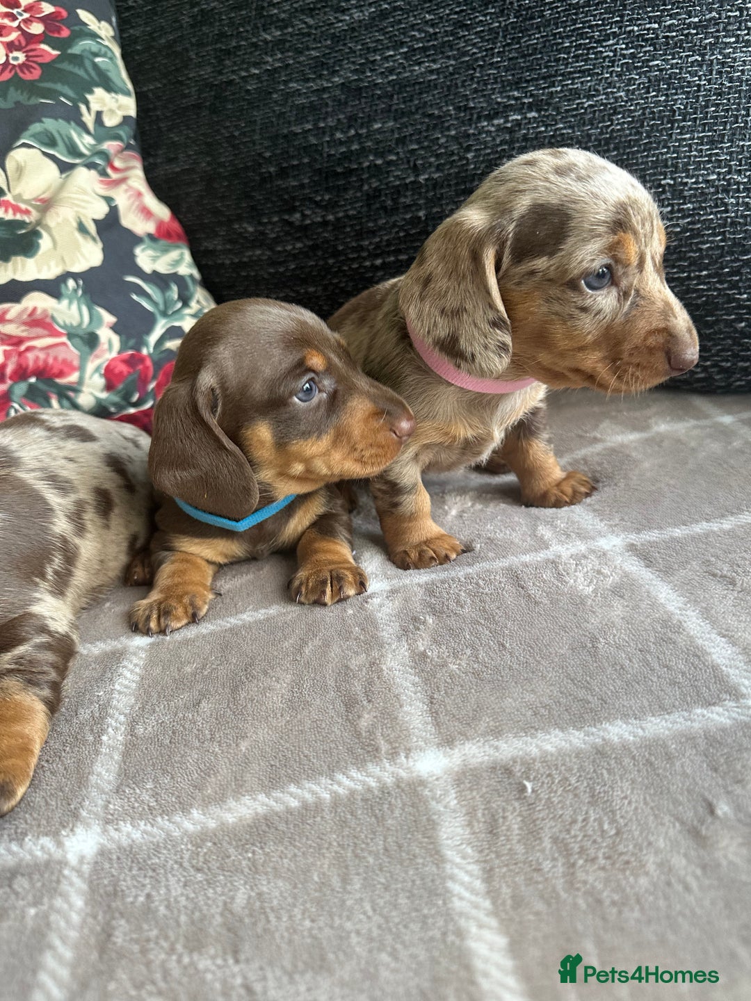 Miniature Dachshund dogs for sale: Ready now Kc registered miniature Pra clear - Image 7