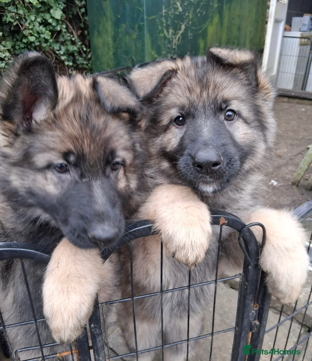 German Shepherd dogs for sale: Exceptional KC Health tested L/C Puppies  - Advert 5
