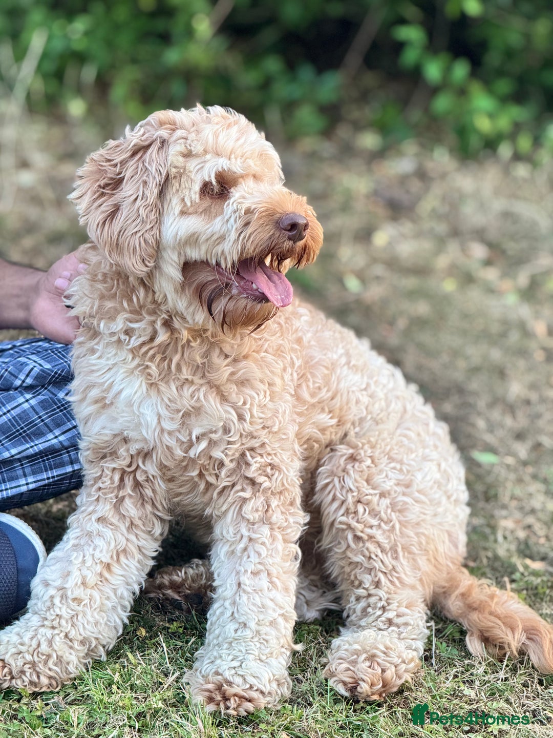 Cockapoo dogs for sale: LOVELY COCKAPOO FEMALE AFTER A NEW FAMILY HOME!!!! - Image 2