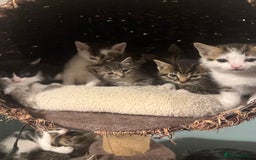 Mixed Breed cats for sale: Ready to find the best homes  - Image 8
