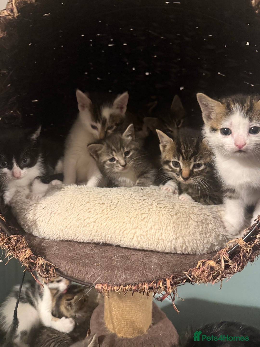 Mixed Breed cats for sale: Ready to find the best homes  - Image 8